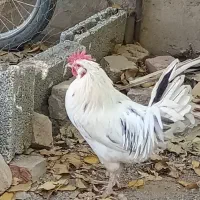 خروس محلی گلین|حیوانات مزرعه|قروه, |دیوار