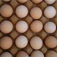 تخم مرغ محلی