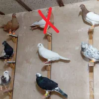 کفتر پرشی