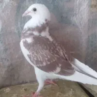 ۵ کفتر فروشی|پرنده|طبس, |دیوار