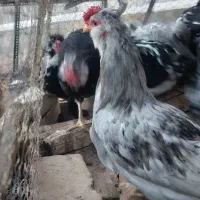 باسلام فروش یک ست مرغ وخروس گلین خال سوزنی طوسی