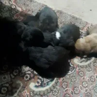 توله های نرماده بازمانت