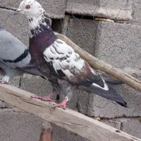 کفتر|پرنده|سیرجان, |دیوار