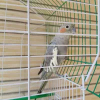 عروس هلندی