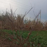 هرس و اصلاح باغ|خدمات باغبانی و درختکاری|خان ببین, |دیوار