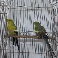 جفت طوطی نائب السلطنه و شاه طوطی|پرنده|تهران, بازار|دیوار