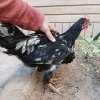 خروسهای جوان|حیوانات مزرعه|شیراز, تندگویان|دیوار