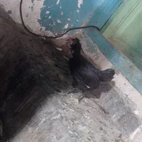فروش جوجه خروس محلی مرندی