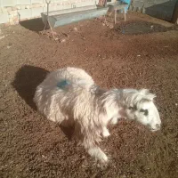 شیشک میش چاق