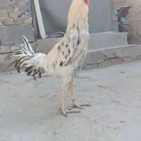 ۱۵۰۰