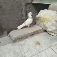 سه عدد کبوتر پر شب نر