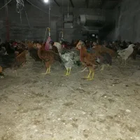 بوقلمون برنز و بیوتی محلی و خروس ومرغ باری|حیوانات مزرعه|مرودشت, محمد آباد|دیوار
