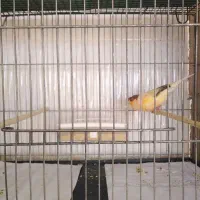 قناری عروس هلندی مرغ عشق|پرنده|یزد, |دیوار