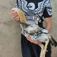 خروس لاری اصیل