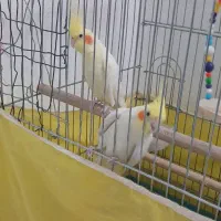 دو عدد طوطی نر