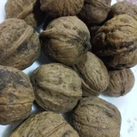 گردو تویسرکان بدون پوست اول مزه بعدخرید