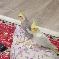 پرنده عروس فروشی