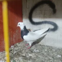کبوتر طوقی سیاه پاک