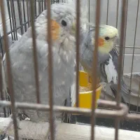 عروس  هلندی جفت ،نر سخنگو، تخم گذار