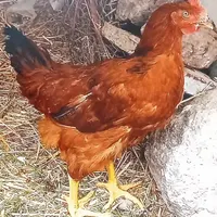 فروش جوجه خروس امسال ۵ماهه ۳۵ عدد
