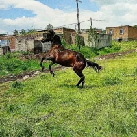 اسب|اسب و تجهیزات اسبسواری|اردبیل, |دیوار