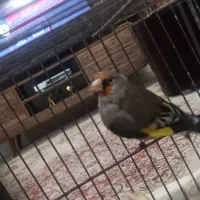 سره قناری|پرنده|مشهد, حجت|دیوار