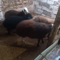 بره نر جمی ومیش اوست