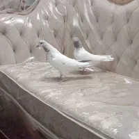 کبوتر پرشی تهرونی|پرنده|حبیب آباد, |دیوار