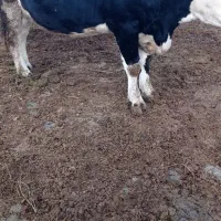 گاو سیمیتال سیاه|حیوانات مزرعه|نوشین شهر, |دیوار