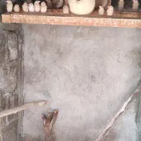 فنچ نرگسی شکلاتی روستای کوویی