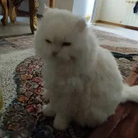 سیم کارت 09143028159