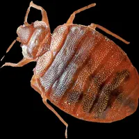 سمپاشی سوسک کابینتی ساس موش سم‌پاشی مورچه|خدمات نظافت|چابهار, |دیوار