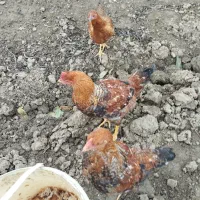 مرغ محلی|حیوانات مزرعه|نکا, |دیوار