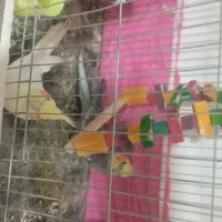 جفت عروس هلندی|پرنده|گلبهار, شهر جدید گلبهار|دیوار