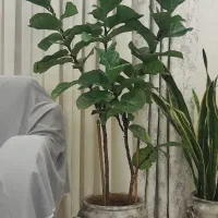 گل لیراتا|گل و گیاه طبیعی|رشت, پیرکلاچای|دیوار