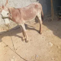 نر خره جوان باری خیشی سفت ومحکم