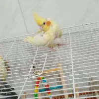 4 عدد عروس هلندی|پرنده|قرچک, پویینک|دیوار