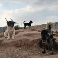 نگهبان سفت گله ای