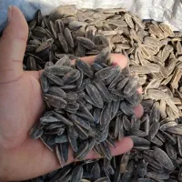 تخمه حراجی|خوردنی و آشامیدنی|شادگان, |دیوار