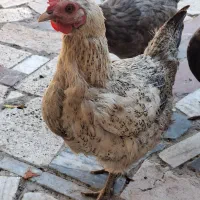 مرغ کورچ و خروس گلین جوان تازه بالغ|حیوانات مزرعه|تهران, کن|دیوار