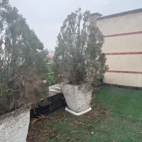 درخت کاج
