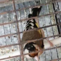 سهره جفتی کلکسیونی|پرنده|شیراز, شهرک جماران|دیوار