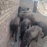 ۲۰راس میش جفتی ۶۰۵۰۰