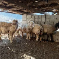 ۵راس میش داشتی