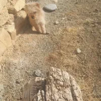 سگ خانگس شیتزو|سگ|دیواندره, |دیوار