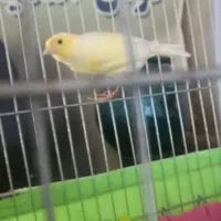 قناری ماده جوان آماده مست