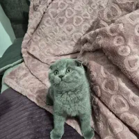 بچه گربه اسکاتیش دبل فولد|گربه|کرج, خرمدشت|دیوار