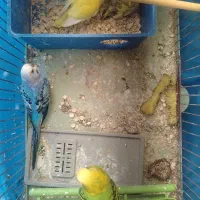 مرغ عشق مولد با جوجه