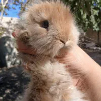 خرگوش ۲ ماهه