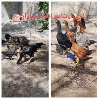 تخم مرغ نطفه دار اصل لاری اوشامو افغان|حیوانات مزرعه|چناران, |دیوار